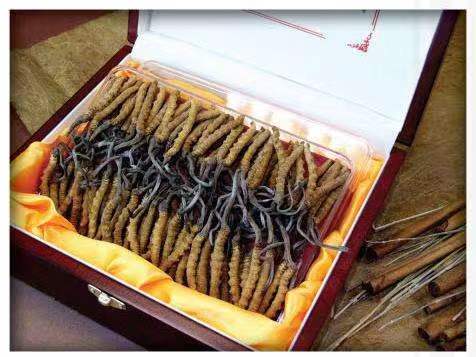 长寿冬虫夏草回收